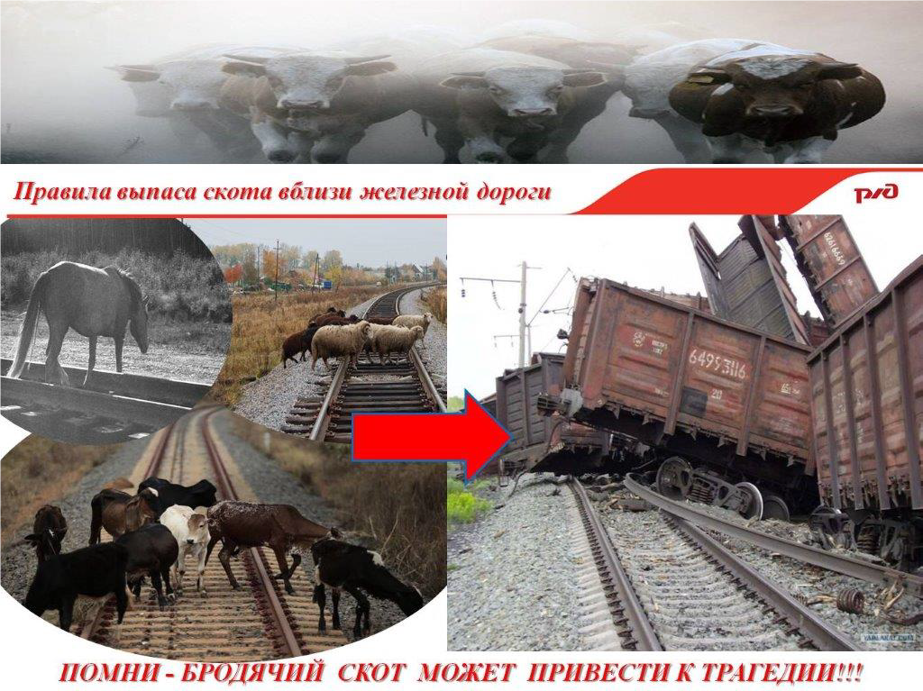 Нарушение правил выпаса скота вблизи железнодорожных путей.